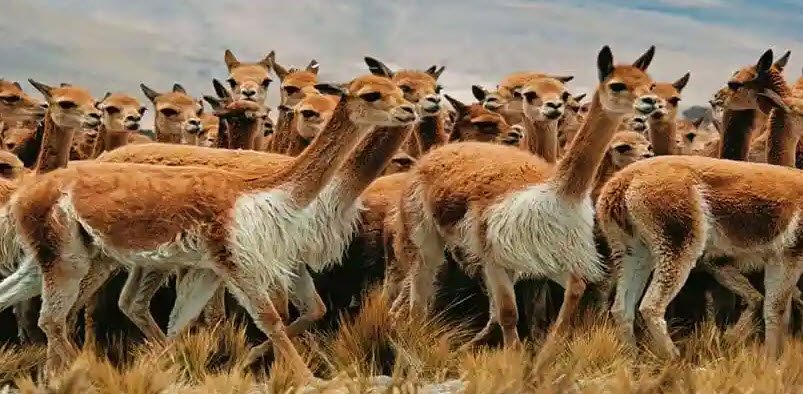 Pampas Galeras Reserve, Ayacucho Region, Peru